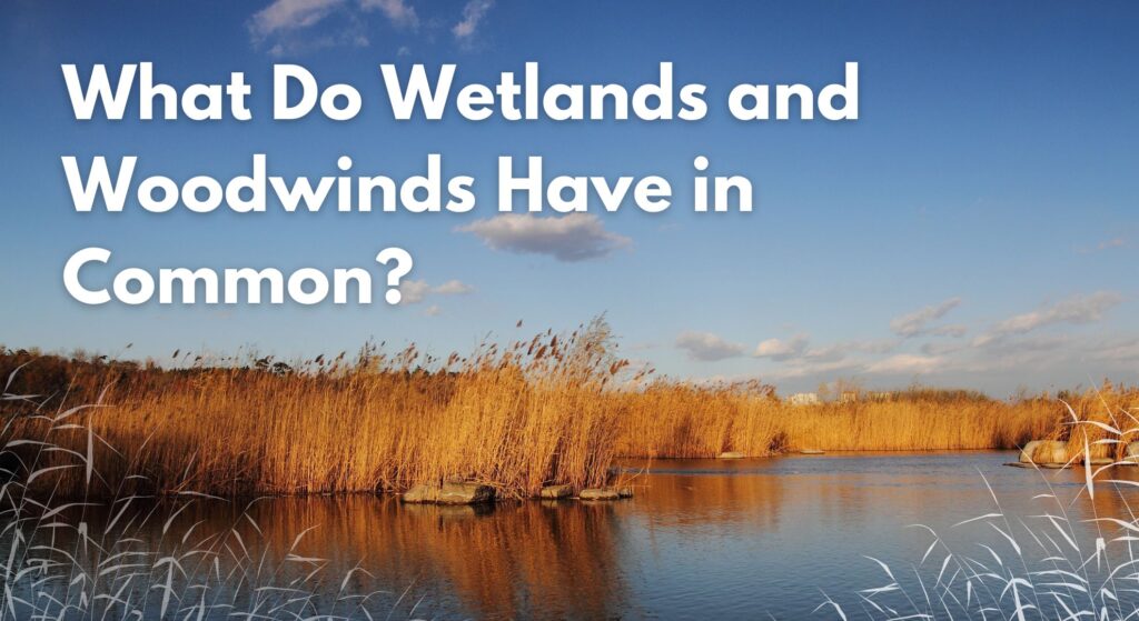 What Do Wetlands and Woodwinds Have in Common